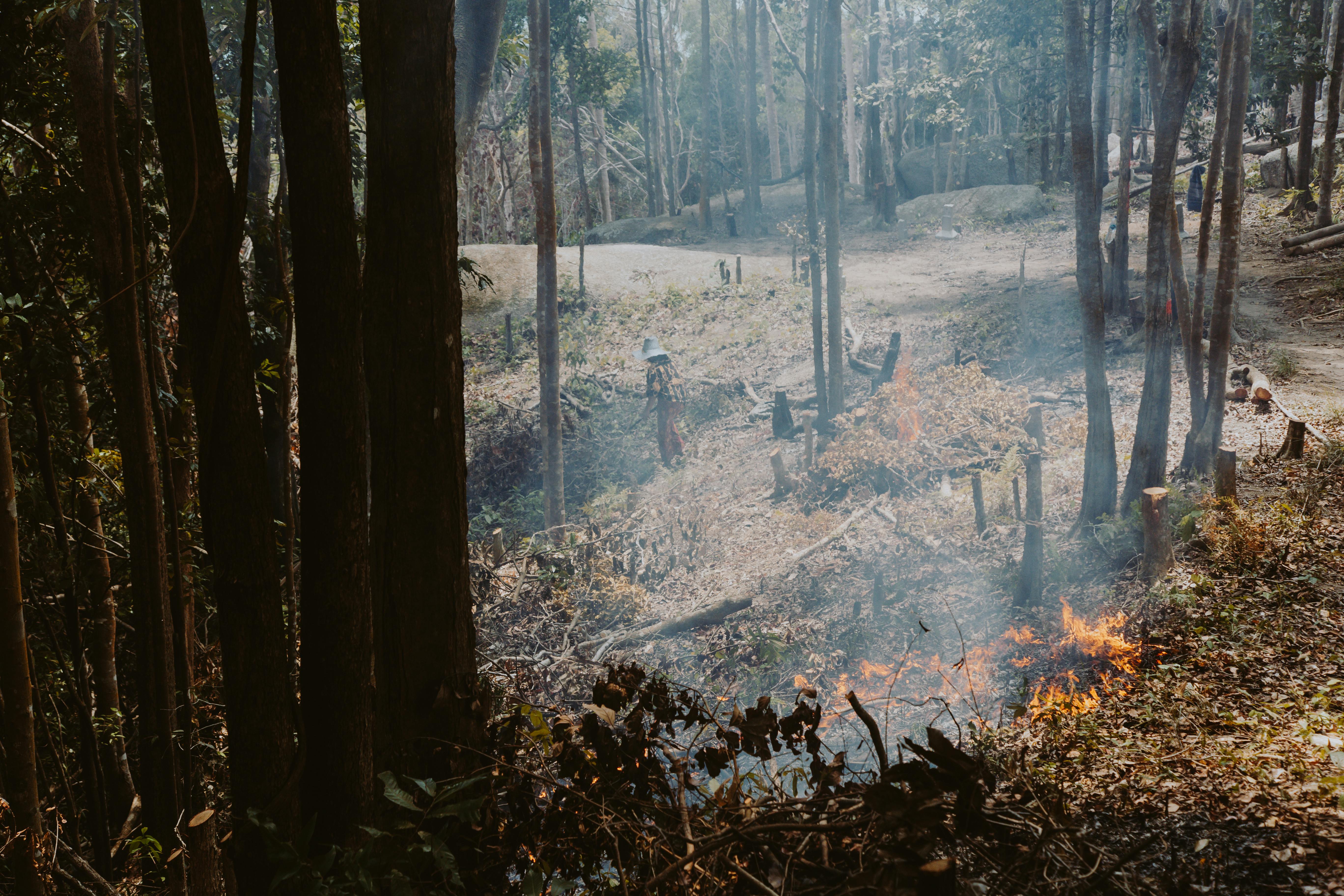 deforestazione la globaldistruzione