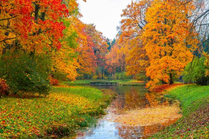 Foliage Una Cura Per Il Corpo La Mente E Lo Spirito Consul Press